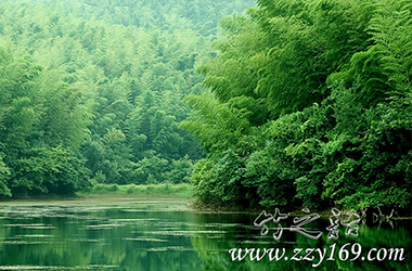 領(lǐng)悟竹之語丨咬定青山不放松，立根原在破巖中
